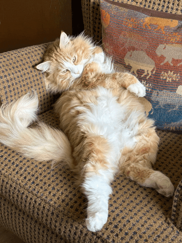 Ace, the cat, getting sleepy. An orange tabby cat falling asleep in a chair.