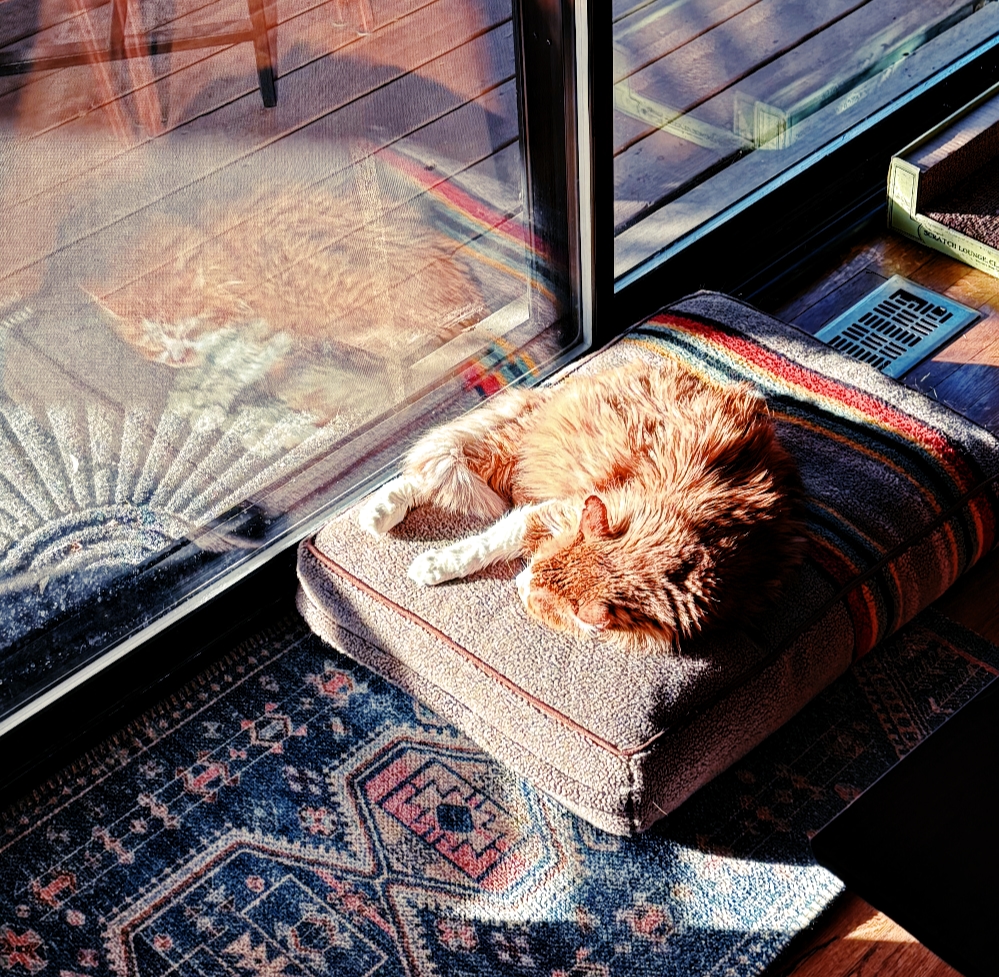 Duke snoozing