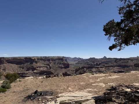 The canyon from a picnic site on the rim, a juniper bough hanging into the frame from the upper right.