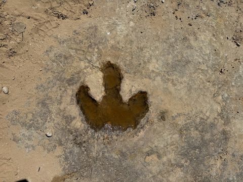 A three-toed dinosaur track pressed into pale rock, the print filled with muddy water.