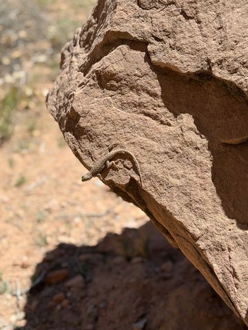 A small lizard sunning itself on the underside edge of a red sandstone boulder.