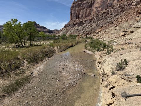 A muddy green river running low between cut banks, cottonwoods on one side and a sandstone cliff rising on the other.
