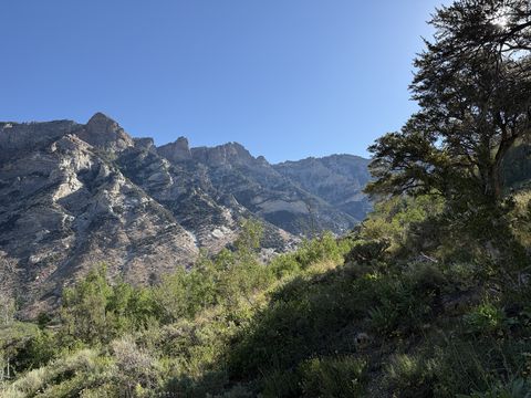 A steep, rubbly mountain face with pinnacles along its crest, framed on the right by a lone dark conifer.