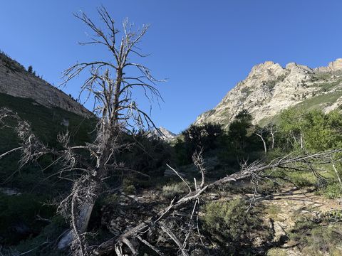 A dead, bark-stripped tree standing among fallen limbs on a canyon slope, with sunlit rock walls on either side.