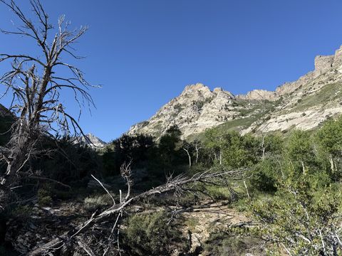 A weathered snag in the left foreground with a serrated rock ridge behind it, deadfall and mountain mahogany on the ground.