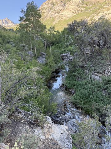 A creek threading down a brushy draw between deadfall and aspen, with a sunlit ridge above and a peak in the distance.