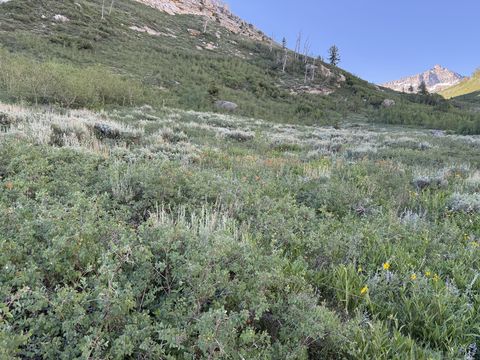 An open hillside meadow of silver sagebrush and low green shrubs with scattered yellow wildflowers, rising to a rocky rim.