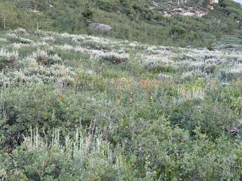 A close view of the same slope, orange paintbrush and other wildflowers mixed through sagebrush and green undergrowth.