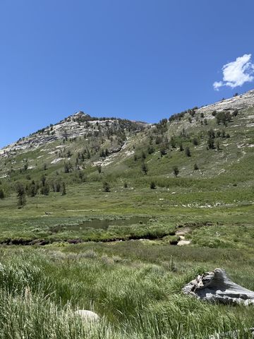 Tall meadow grass and a bleached log in the foreground, a small pond behind, and a pine-studded rock ridge above.