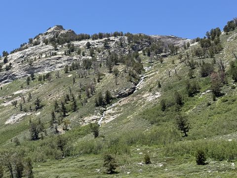 A whitish granite slope with sparse conifers, a thread of meltwater running down a gully in its center.