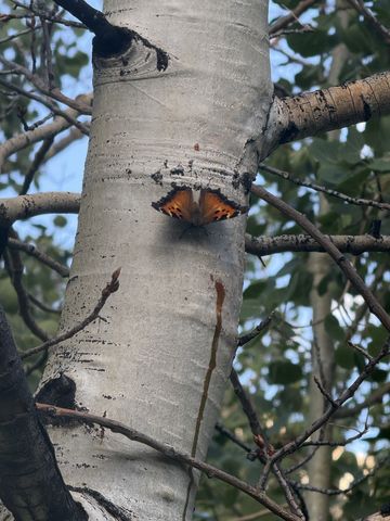 An orange and black tortoiseshell butterfly resting with wings open on the white bark of an aspen trunk.