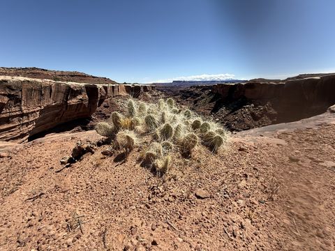 A dense clump of hedgehog cactus growing on the slickrock rim, canyon and distant mesas behind it.