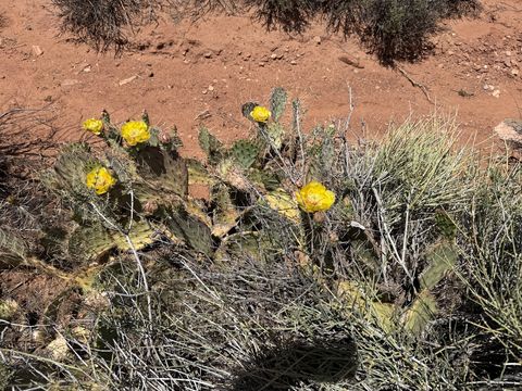 A prickly pear cactus in bloom with several bright yellow flowers, growing low in the red sand.