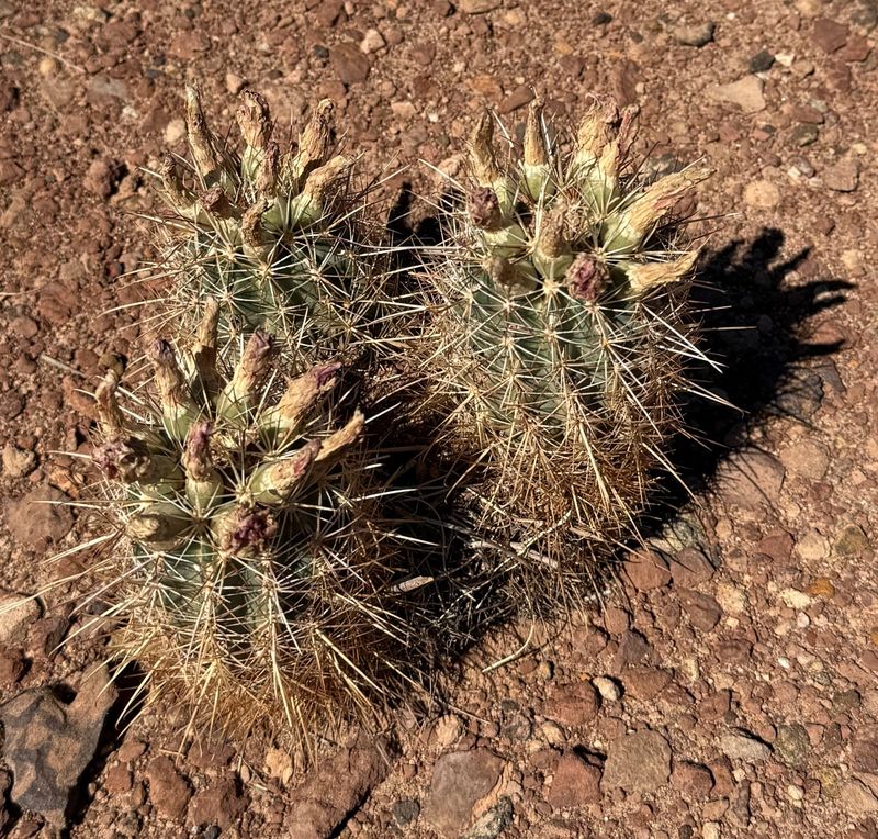 A Whipple's Fishhook cactus found by the Black Crack.